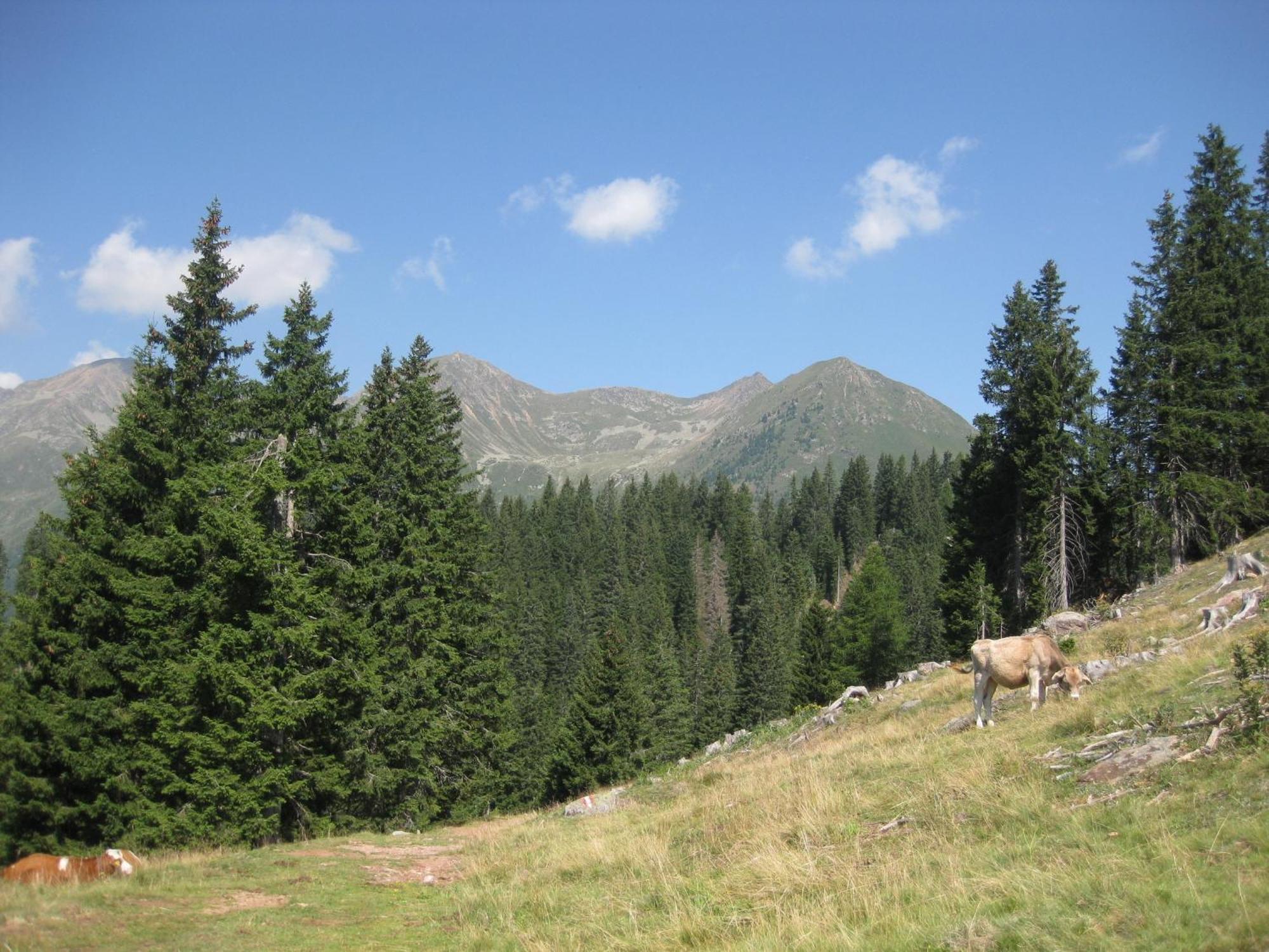 Fewo Windbichl Parcines Dış mekan fotoğraf